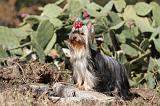 YORKSHIRE TERRIER 223